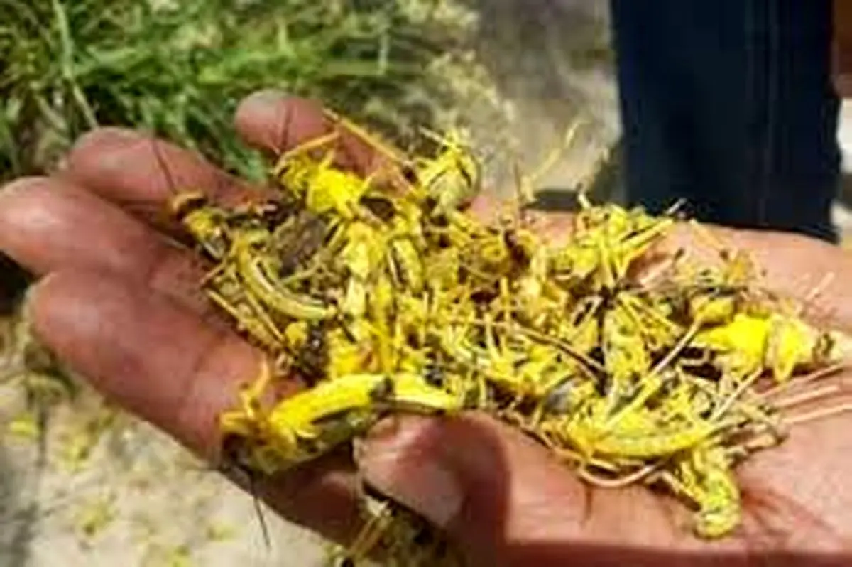 از ملخ صحرایی به عنوان خوراکی استفاده نکنید