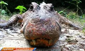 وحشتناک ترین کروکودیل ها در گابن