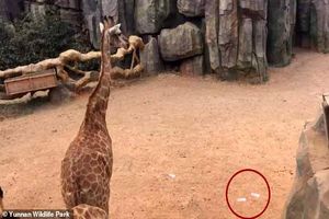 اقدام عجیب گردشگران چینی حین تماشای زرافه در باغ وحش! +فیلم