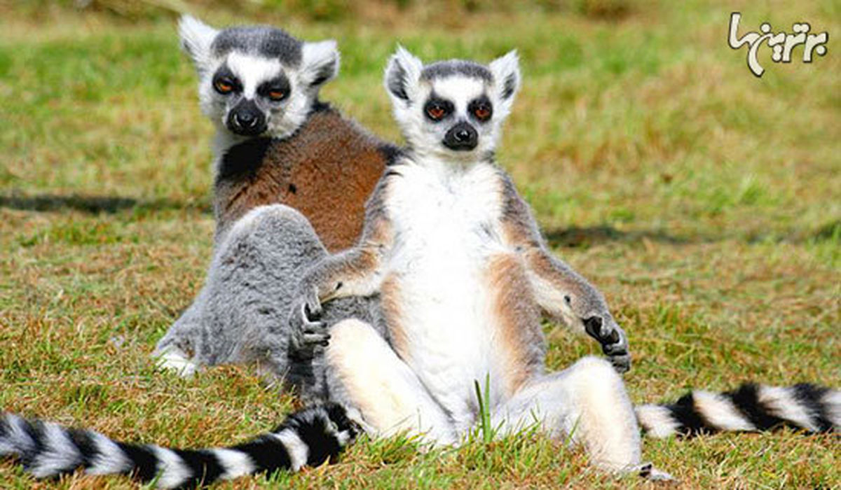 با جانوران متفاوت و بومی ماداگاسکار آشنا شوید
