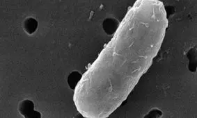 کشف باکتری‌هایی که دیگر باکتری‌ها را از بین می‌برند