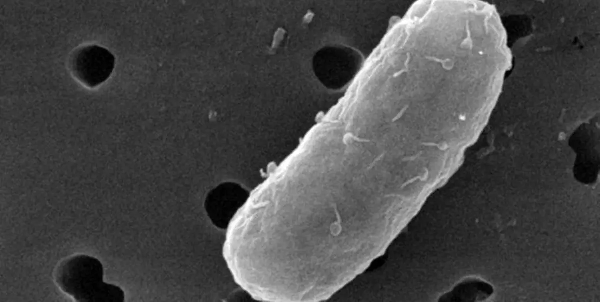 کشف باکتری‌هایی که دیگر باکتری‌ها را از بین می‌برند