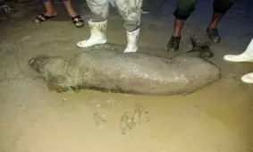 حمله گراز به اهالی روستای رگبه شادگان (خوزستان)