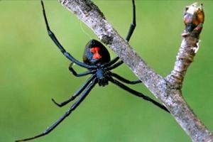حضور عنکبوت سمی «بیوه سیاه» در منطقه سیستان تکذیب شد