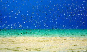 دوستی پرنده‌های دریایی و مردم در سواحل خلیج فارس + فیلم