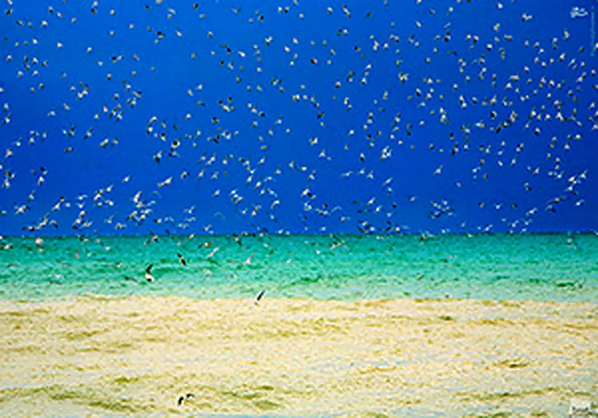 دوستی پرنده‌های دریایی و مردم در سواحل خلیج فارس + فیلم