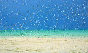 دوستی پرنده‌های دریایی و مردم در سواحل خلیج فارس + فیلم
