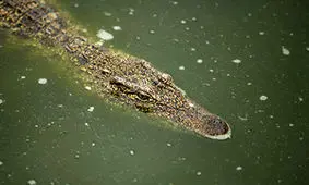 استتار بی‌نظیر کروکدیل در برکه + فیلم