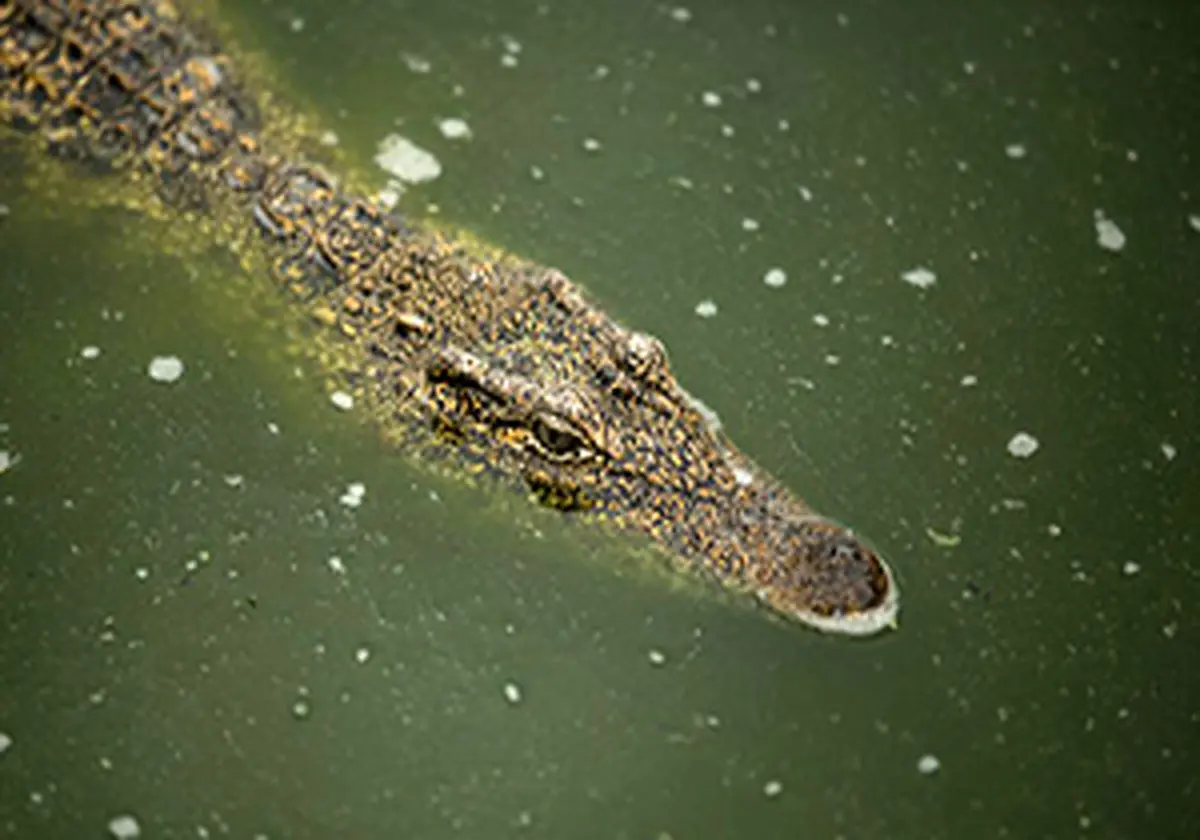 استتار بی‌نظیر کروکدیل در برکه + فیلم