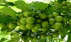 مبارزه با زنبور سیاه گوجه سبز توسط باغداران کاشانی انجام شود