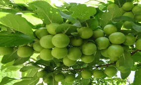 مبارزه با زنبور سیاه گوجه سبز توسط باغداران کاشانی انجام شود
