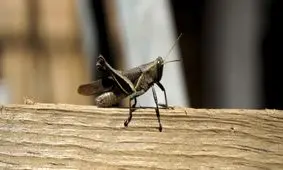 ۵ روش برای از بین بردن ملخ‌ها!