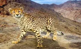 تصویری دیدنی از یوزپلنگ آسیایی در ایران