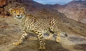 تصویری دیدنی از یوزپلنگ آسیایی در ایران