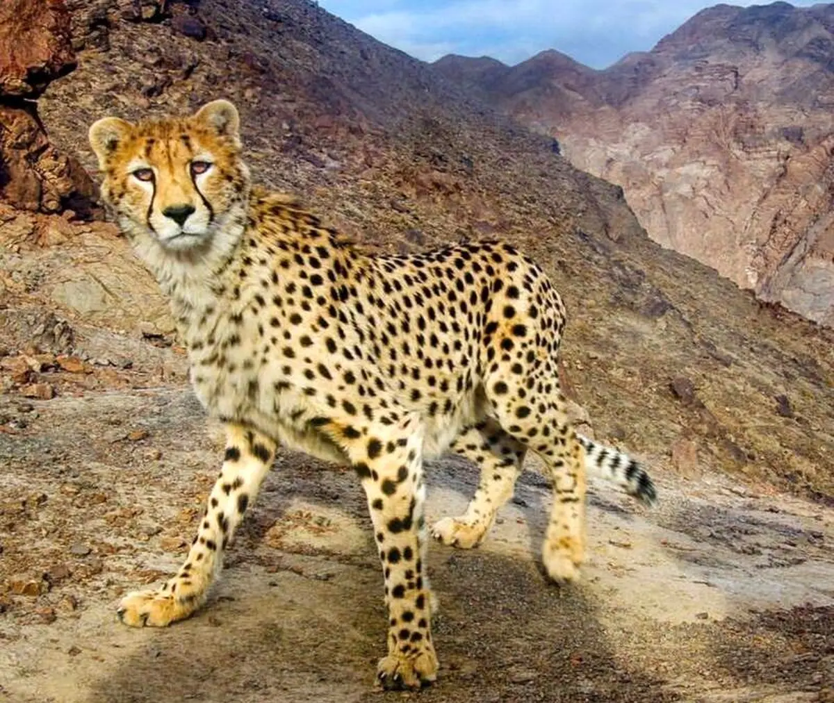 تصویری دیدنی از یوزپلنگ آسیایی در ایران