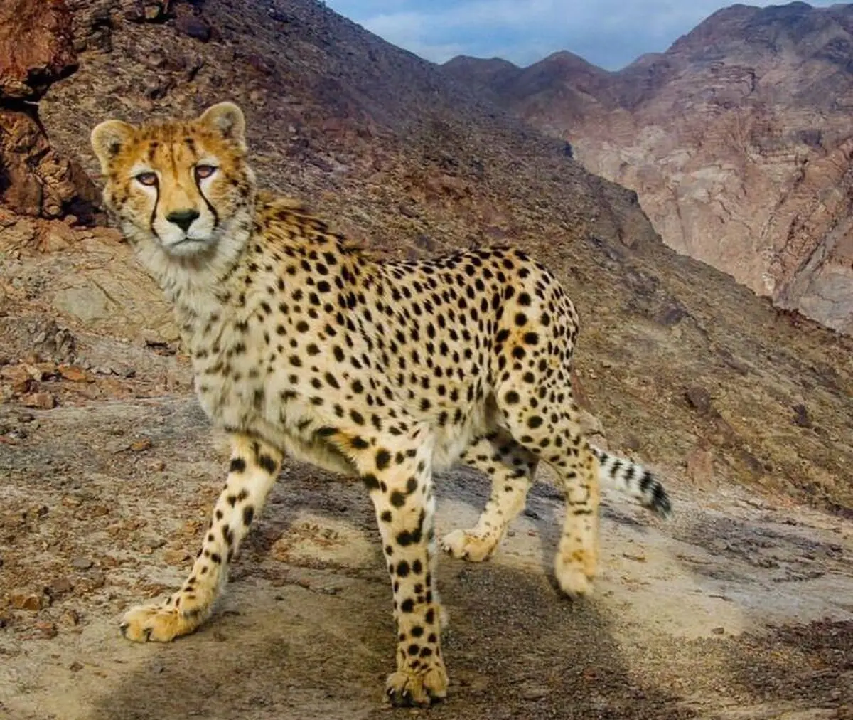 تصویری دیدنی از یوزپلنگ آسیایی در ایران