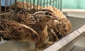 ساخت نانومکمل‌های غذایی برای بهبود تولید گوشت بلدرچین