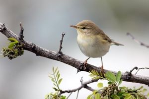 ثبت 2 گونه پرنده جدید در تالاب بین المللی گندمان