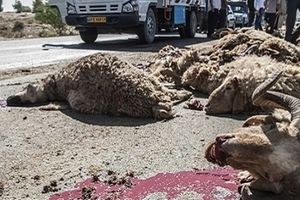برخورد کامیون با گله احشام در جغتای، 36 رأس گوسفند را تلف کرد