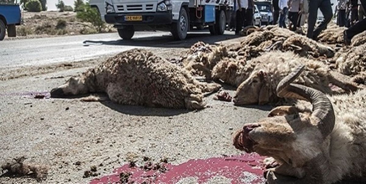 برخورد کامیون با گله احشام در جغتای، 36 رأس گوسفند را تلف کرد
