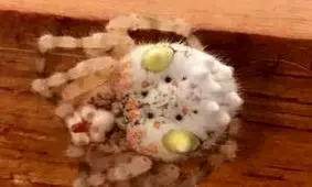 پیدا شدن یک عنکبوت شبیه به یک غذای گرانقیمت (عکس)