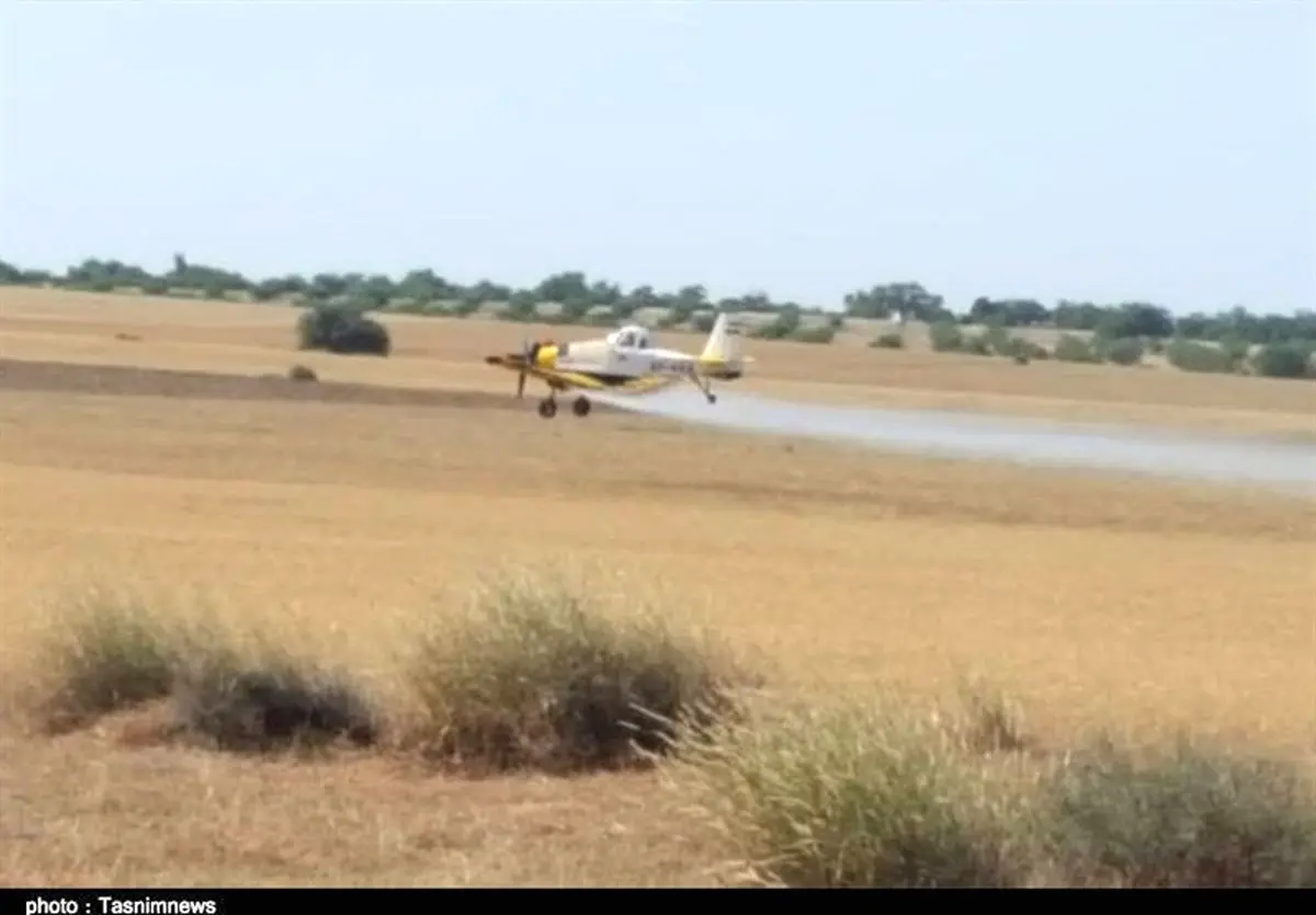 سمپاشی ۷ هزار هکتار اراضی استان بوشهر علیه آفت ملخ صحرایی به روایت تصویر