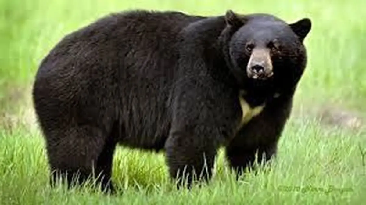 حمله خونین یک قلاده خرس به مرد رودانی