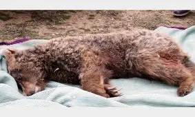 تلف شدن یک قلاده خرس پس از برخورد با خودرو