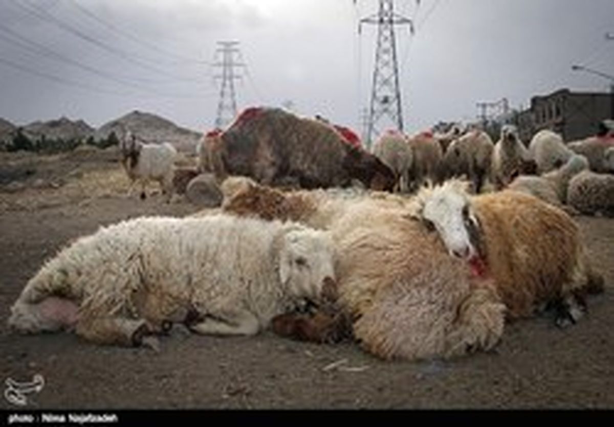 بارندگی و برف ۳۸۰ راس دام را در استان سمنان تلف کرد