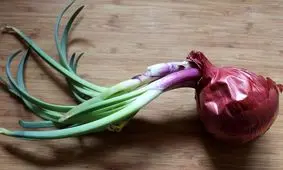 روش جلوگیری از جوانه زدن پیاز