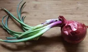 روش جلوگیری از جوانه زدن پیاز