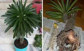 آشنایی با نحوه تکثیر نخل ماداگاسکار