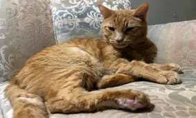 فردی که تصمیم گرفته خاکستر گربه اش را به فضا بفرستد