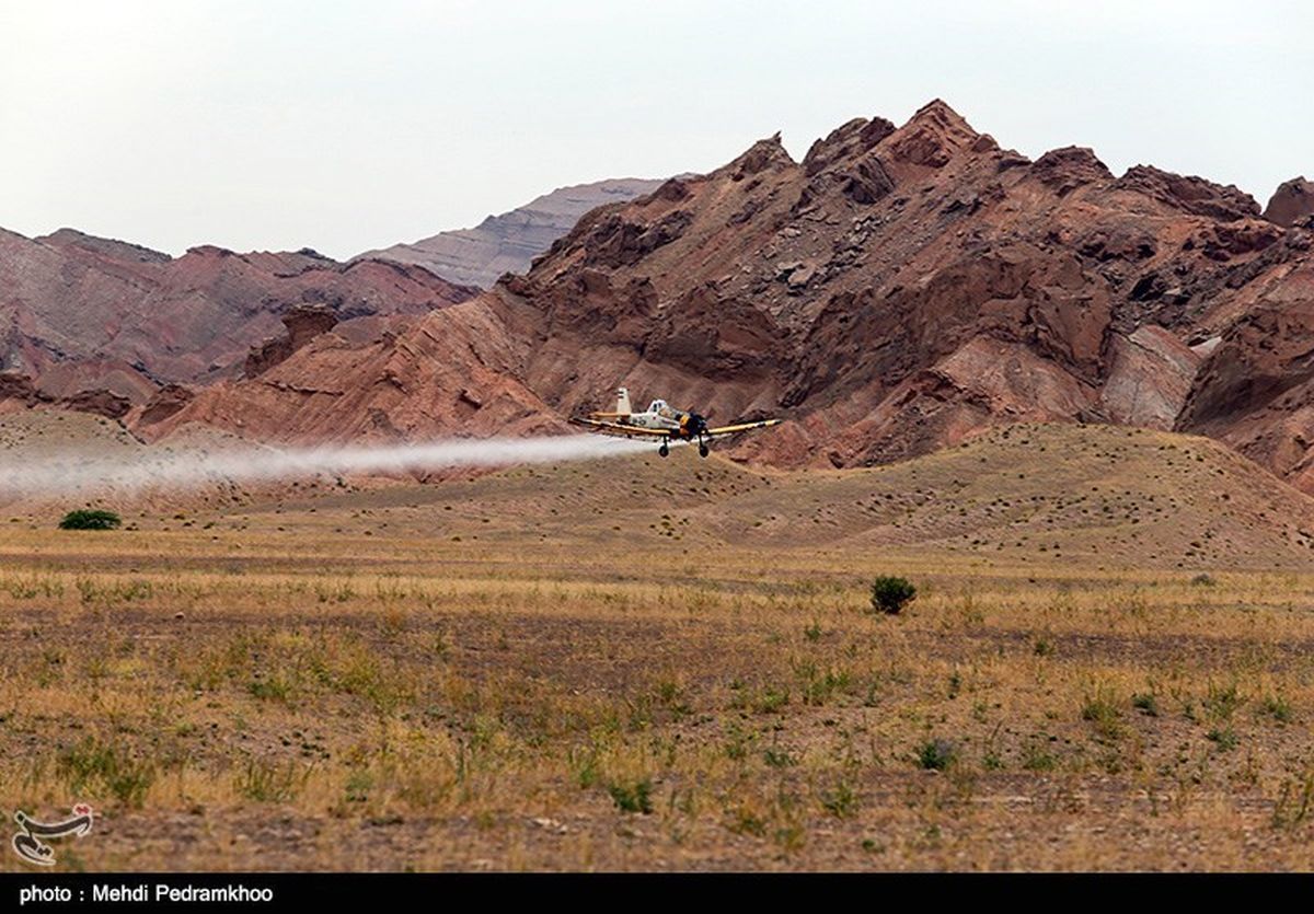 مبارزه با ملخ صحرایی در ۱۸ هزار هکتار از اراضی سیستان و بلوچستان انجام شد