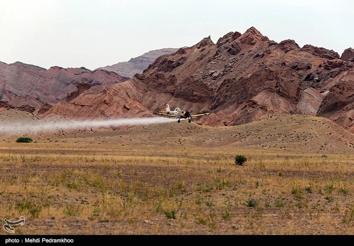 مبارزه با ملخ صحرایی در ۱۸ هزار هکتار از اراضی سیستان و بلوچستان انجام شد