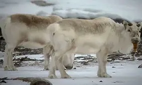 گرمایش زمین گوزن‌های قطبی را جلبک خوار کرد