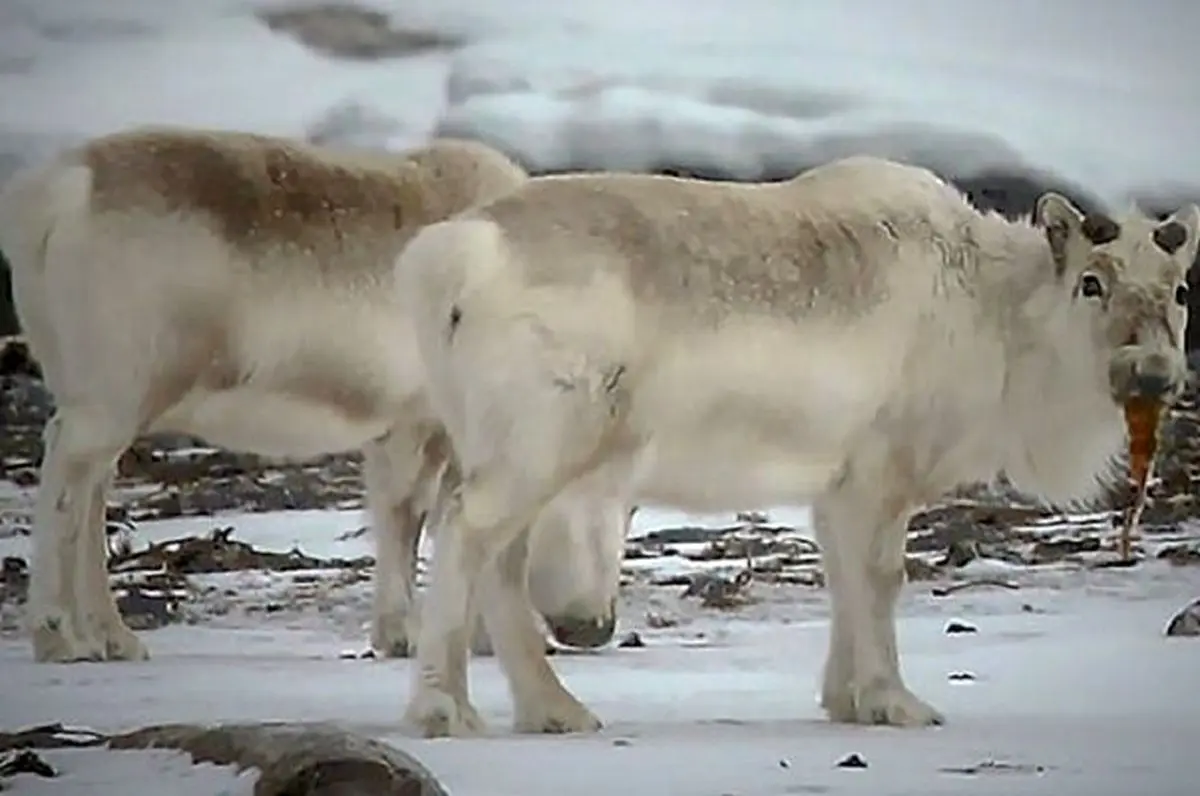 گرمایش زمین گوزن‌های قطبی را جلبک خوار کرد