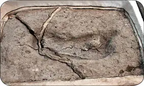  کهن ترین اثر پای انسان