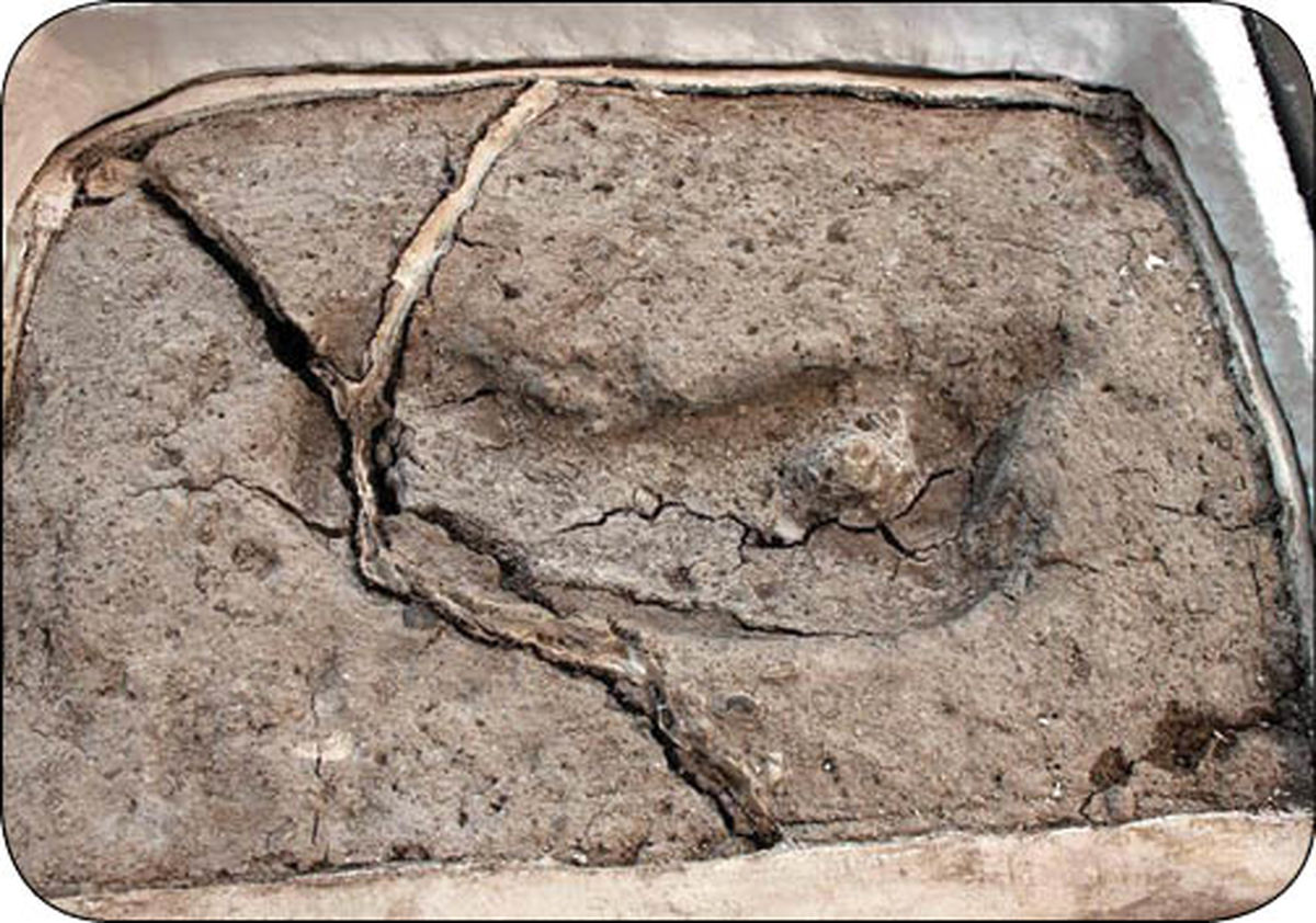  کهن ترین اثر پای انسان