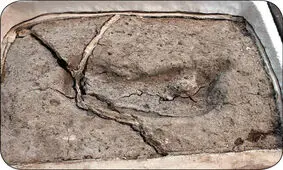  کهن ترین اثر پای انسان