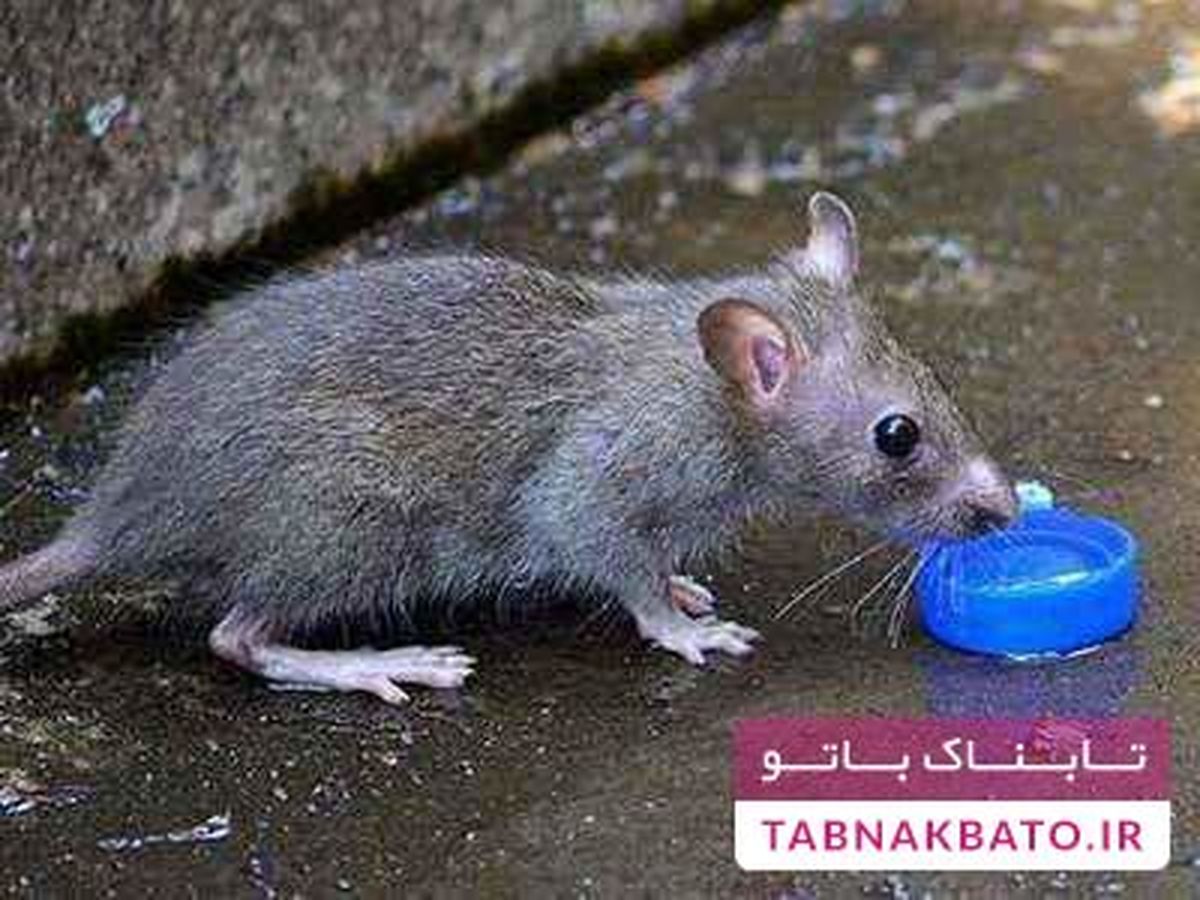 جرم عجیب موشها در هند و آرژانتین!