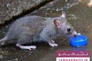 جرم عجیب موش‌ها در هند و آرژانتین!
