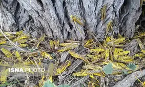 مبارزه با آفت ملخ در سطح ۱۳ هزار هکتار از مزارع خوزستان