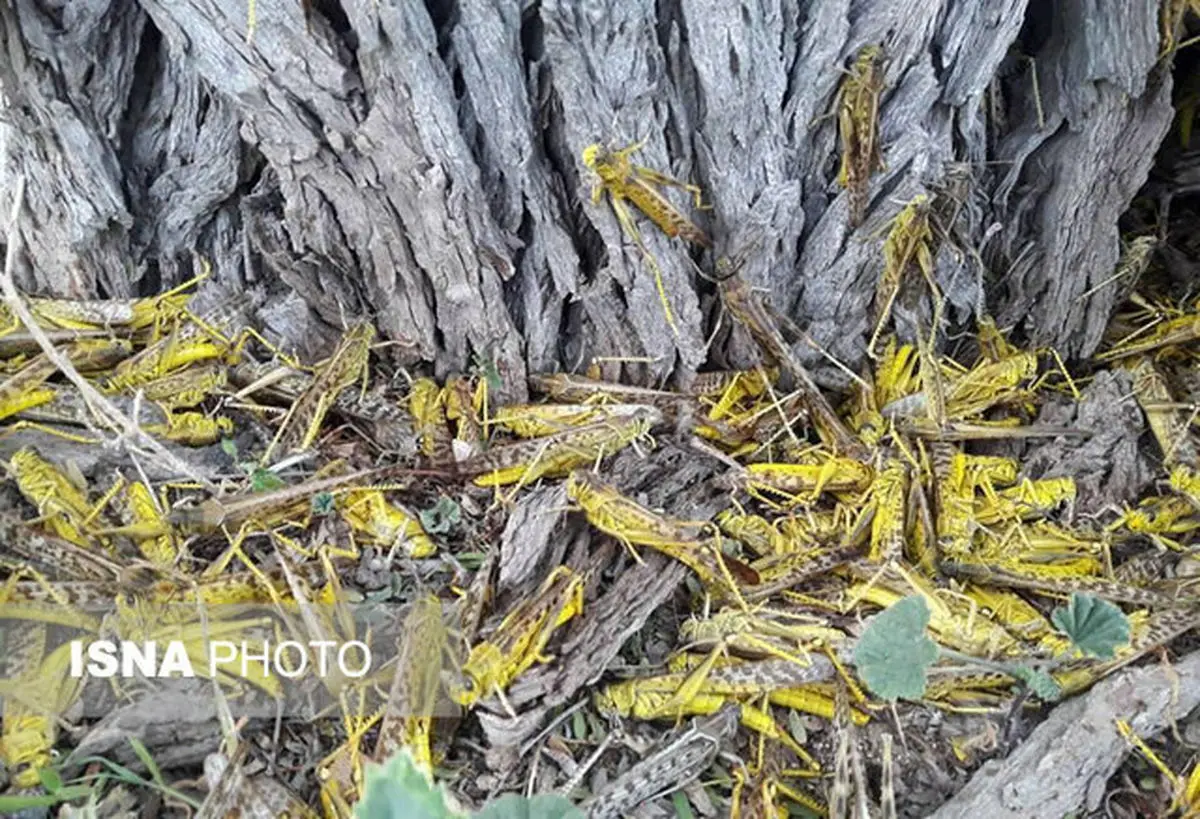 مبارزه با آفت ملخ در سطح ۱۳ هزار هکتار از مزارع خوزستان