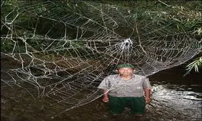 بزرگترین تار عنکبوت جهان، به طول دو اتوبوس