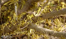 ملخ های صحرایی در شهرستان های سیریک و جاسک+ عکس