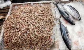 راه تشخیص ماهی و میگوی تازه