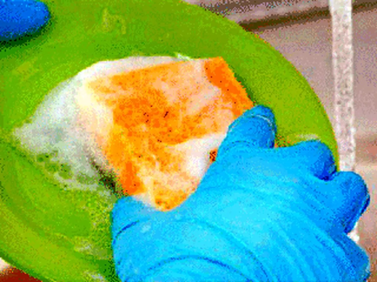 ۶ توصیه اساسی برای داشتن ظروف بی‌بو