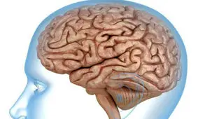 حقایقی جالب درباره مغز انسان که از آن بی‌اطلاعید!