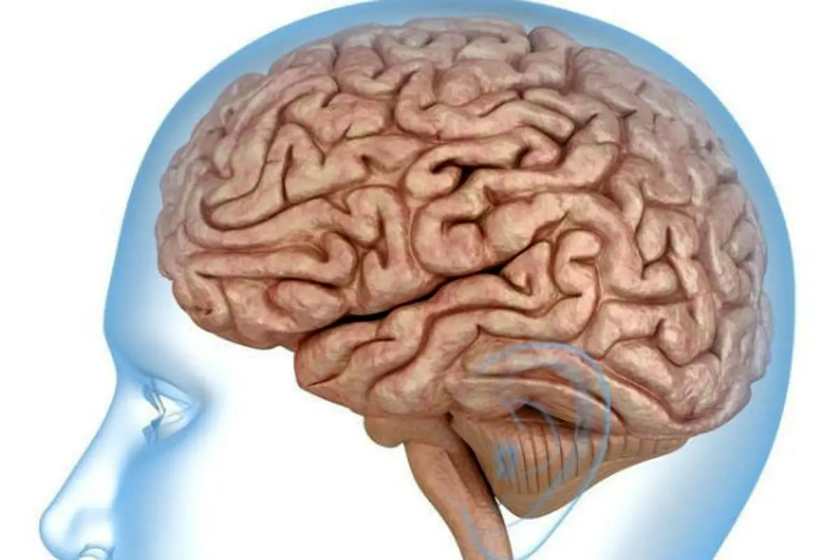 حقایقی جالب درباره مغز انسان که از آن بی‌اطلاعید!